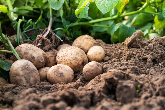 Doktori upozoravaju: Krompir može biti opasan po zdravlje
